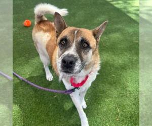 Akita-Unknown Mix Dogs for adoption in Las Vegas, NV, USA