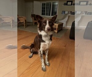 Border Collie Dogs for adoption in Dana Point, CA, USA