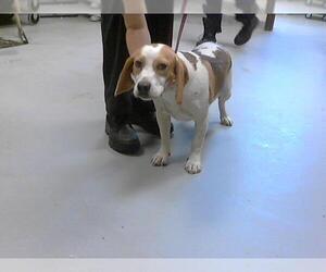 Beagle Dogs for adoption in Fayetteville, NC, USA