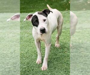 American Bulldog-Unknown Mix Dogs for adoption in Miami, FL, USA