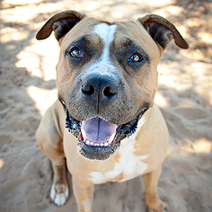 American Bulldog Dogs for adoption in Kanab, UT, USA