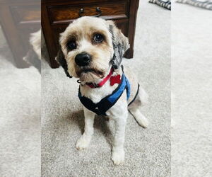 Bichon Frise-Unknown Mix Dogs for adoption in Mundelein, IL, USA