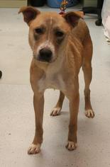Boxador Dogs for adoption in Bemidji, MN, USA