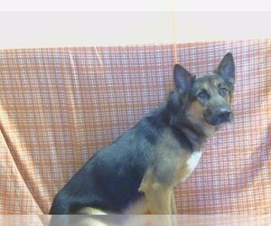 German Shepherd Dog-Unknown Mix Dogs for adoption in Sacramento, CA, USA