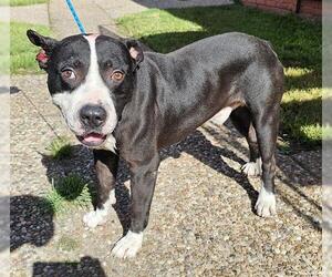 American Pit Bull Terrier Dogs for adoption in Pasadena, TX, USA