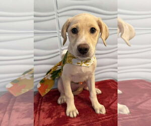 Retriever -Unknown Mix Dogs for adoption in Cuba, NY, USA