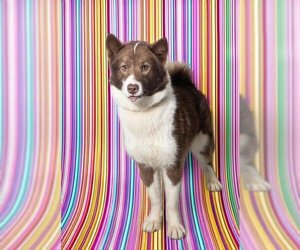 Siberian Husky Dogs for adoption in Vaughan, Ontario, Canada