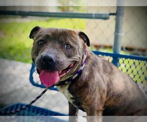 Mutt Dogs for adoption in Orlando, FL, USA