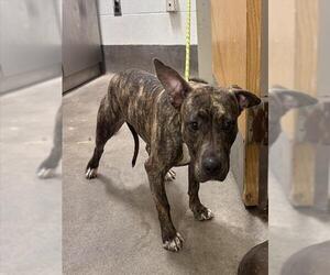Mutt Dogs for adoption in Forestville, MD, USA