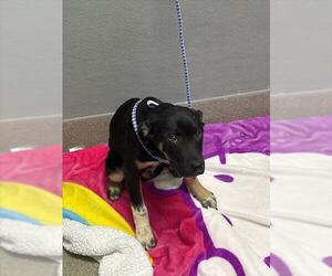 German Shepherd Dog-Unknown Mix Dogs for adoption in Las Vegas, NV, USA