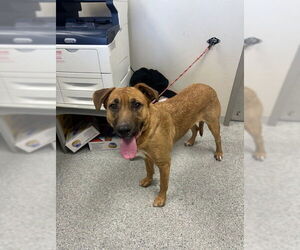 American Pit Bull Terrier-Unknown Mix Dogs for adoption in Pasadena, TX, USA