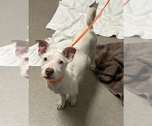 American Pit Bull Terrier-Unknown Mix Dogs for adoption in Las Vegas, NV, USA