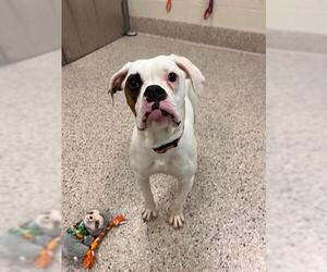 American Bulldog-Unknown Mix Dogs for adoption in Brighton, CO, USA