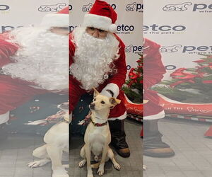 Mutt Dogs for adoption in Rosenberg, TX, USA