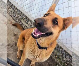 German Shepherd Dog Dogs for adoption in Sacramento, CA, USA