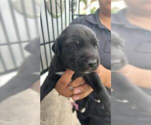 Labrador Retriever-Unknown Mix Dogs for adoption in Houston, TX, USA