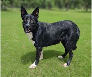 Shollie Dogs for adoption in Talladega, AL, USA