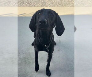 Plott Hound-Unknown Mix Dogs for adoption in Palmetto, FL, USA