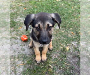 German Shepherd Dog Dogs for adoption in Lakewood, CO, USA
