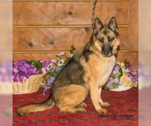 German Shepherd Dog Dogs for adoption in Aldie, VA, USA