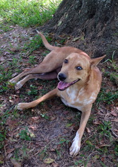 Catahoula Leopard Dog Dogs for adoption in Alvin, TX, USA