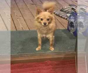 Pomeranian Dogs for adoption in Oak Bluffs, MA, USA