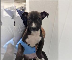 American Pit Bull Terrier Dogs for adoption in Bakersfield, CA, USA