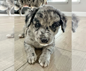 Sheprador Dogs for adoption in Corona, CA, USA