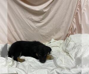 Rottweiler-Unknown Mix Dogs for adoption in Modesto, CA, USA