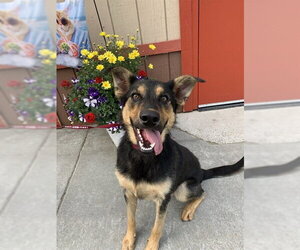 Shepweiller Dogs for adoption in Fairbanks, AK, USA