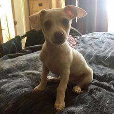 Medium Photo #1 Chihuahua Puppy For Sale in Pleasant Hill, CA, USA