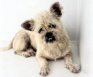 Pekingese-Unknown Mix Dogs for adoption in Houston, TX, USA