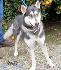 Alaskan Malamute Dogs for adoption in Lindsay, CA, USA