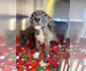 Mutt Dogs for adoption in Chula Vista, CA, USA