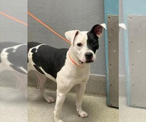 American Pit Bull Terrier-Unknown Mix Dogs for adoption in Las Vegas, NV, USA