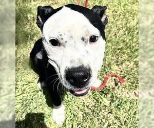 Mutt Dogs for adoption in Houston, TX, USA