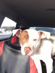 American Pit Bull Terrier Dogs for adoption in Forest, VA, USA