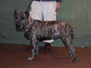 Presa Canario Dogs for adoption in Louisville, KY, USA