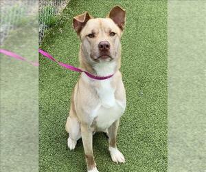 Labrador Retriever-Unknown Mix Dogs for adoption in Fayetteville, NC, USA