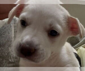 American Pit Bull Terrier-Unknown Mix Dogs for adoption in Pueblo, CO, USA