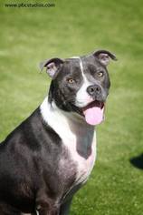 Small American Staffordshire Terrier