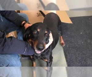 Black and Tan Coonhound Dogs for adoption in Missoula, MT, USA