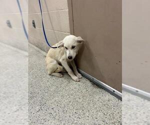 Labrador Retriever-Unknown Mix Dogs for adoption in Conroe, TX, USA