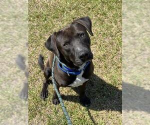 American Staffordshire Terrier-Labrador Retriever Mix Dogs for adoption in Fort Lauderdale, FL, USA