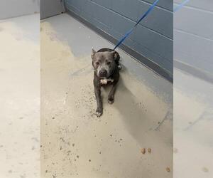 American Staffordshire Terrier Dogs for adoption in Tallahassee, FL, USA