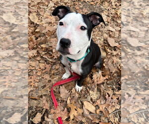 American Staffordshire Terrier-Unknown Mix Dogs for adoption in Sayreville, NJ, NJ, USA
