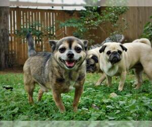 Chihuahua Dogs for adoption in Wilmington, DE, USA