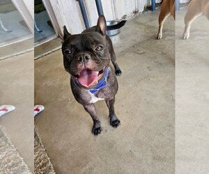 French Bulldog-Unknown Mix Dogs for adoption in El Centro, CA, USA