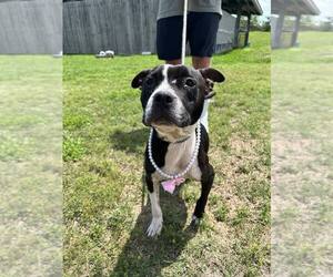 Mutt Dogs for adoption in Abbeville, LA, USA