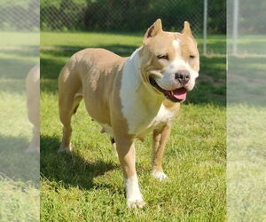 American Staffordshire Terrier Dogs for adoption in Talladega, AL, USA